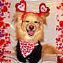 dog, pet, valentines, heart_pattern, headband, bandana, smiling, tongue_out, golden_fur, close_up, portrait, cute, teddy_bear, gift_box, costume, indoor, decorations, red_pink, love, background