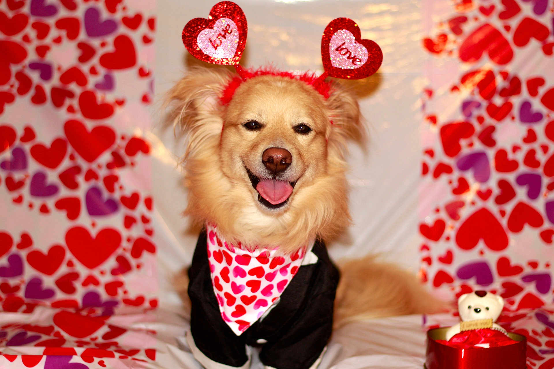 Teddy is registered to the contest to win money with this photo: dog, pet, valentines, heart_pattern, headband, bandana, smiling, tongue_out, golden_fur, close_up, portrait, cute, teddy_bear, gift_box, costume, indoor, decorations, red_pink, love, background