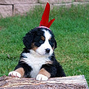 Reeses Pieces joined the competition — help win amazing prizes! puppy, bernese_mountain_dog, dog, outdoor, grass, log, red_feather, headband, pet, cute, fur, animal, nature, young, portrait, playful, adorable, black, white, brown