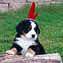 puppy, bernese_mountain_dog, dog, outdoor, grass, log, red_feather, headband, pet, cute, fur, animal, nature, young, portrait, playful, adorable, black, white, brown