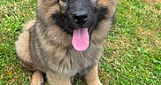 Bianca a rejoint le concours — aidez-le/la à gagner de superbes lots ! puppy, dog, grass, outdoor, tongue_out, fluffy, cute, pet, animal, canine, sitting, fur, ears, nose, black_nose, happy, playful, young_dog, nature, mammal