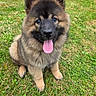puppy, dog, grass, outdoor, tongue_out, fluffy, cute, pet, animal, canine, sitting, fur, ears, nose, black_nose, happy, playful, young_dog, nature, mammal