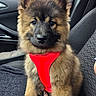 puppy, dog, car_interior, red_harness, seat, fluffy, pet, animal, cute, young_dog, brown_fur, black_fur, sitting, close_up, indoors, window, seatbelt, car_seat, leash, portrait