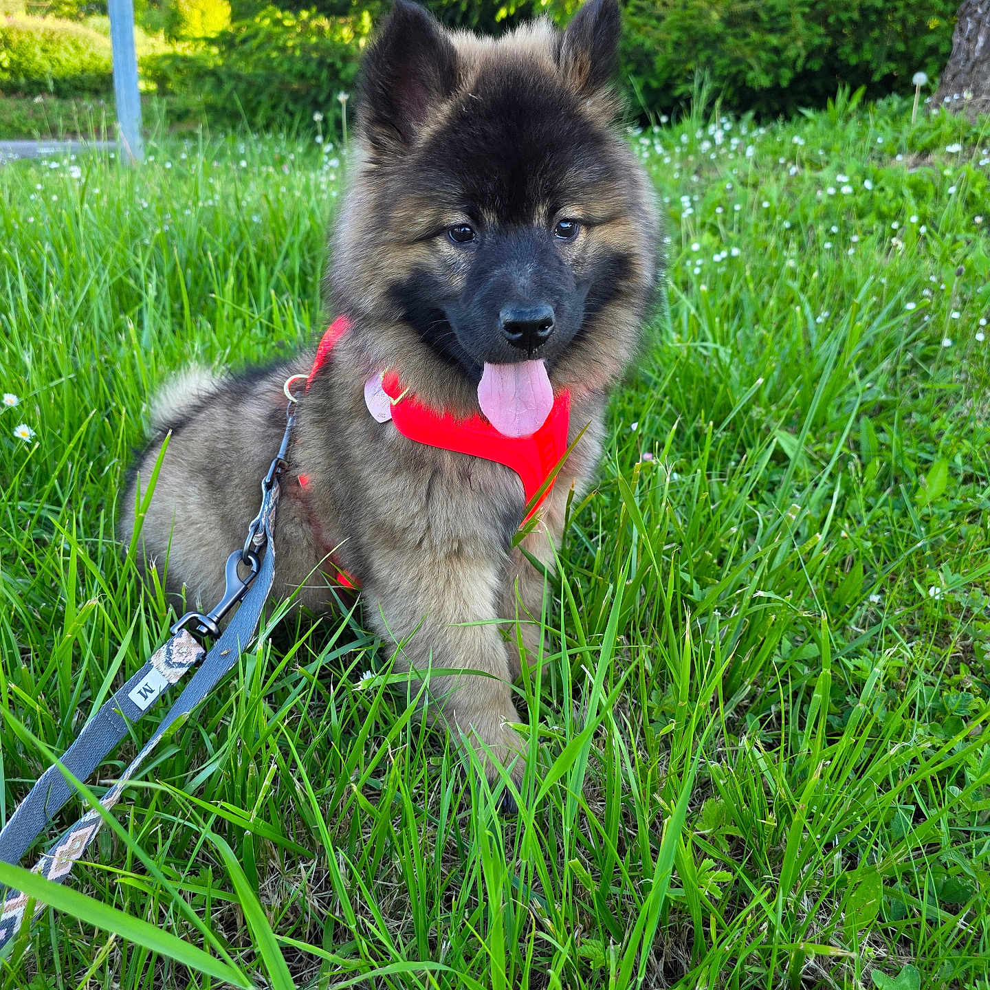 Bianca a rejoint le concours — aidez-le/la à gagner de superbes lots ! puppy, dog, grass, outdoor, greenery, leash, harness, tongue_out, cute, fluffy, nature, field, pet, young_dog, summer, sunlight, animal, canine, happy, playful