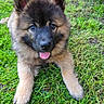 Bianca participe au concours pour gagner de l'argent avec cette photo : puppy, dog, german_shepherd, grass, outdoor, tongue_out, happy, cute, pet, animal, fur, ears, face, lying_down, young, nature, playful, canine, adorable, greenery