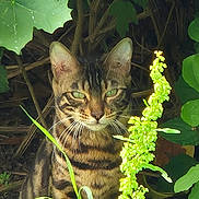 Mimis participe au concours pour gagner de l'argent avec cette photo : cat, tabby, animal, pet, greenery, plants, leaves, nature, outdoor, grass, wildlife, feline, portrait, mammal, eyes, whiskers, camouflage, sitting, daylight, closeup