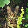 animal, camouflage, cat, closeup, daylight, eyes, feline, grass, greenery, leaves, mammal, nature, outdoor, pet, plants, portrait, sitting, tabby, whiskers, wildlife