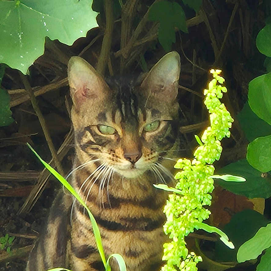 Mimis participe au concours pour gagner de l'argent avec cette photo : cat, tabby, animal, pet, greenery, plants, leaves, nature, outdoor, grass, wildlife, feline, portrait, mammal, eyes, whiskers, camouflage, sitting, daylight, closeup
