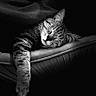 animal, black_and_white, blanket, cat, close_up, cozy, cushion, domestic_animal, feline, fur, indoor, paw, peaceful, pet, portrait, quiet, relaxed, resting, sleeping, soft_light