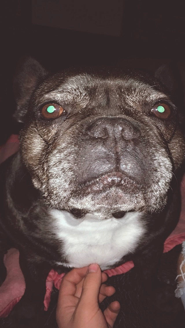 Gigi a rejoint le concours — aidez-le/la à gagner de superbes lots ! canidae, carnivore, collar, companion_dog, darkness, dog, dog_breed, fawn, flesh, mammal, nail, non_sporting_group, old_english_bulldog, organ, skin, snout, sporting_group, whiskers, working_animal, working_dog