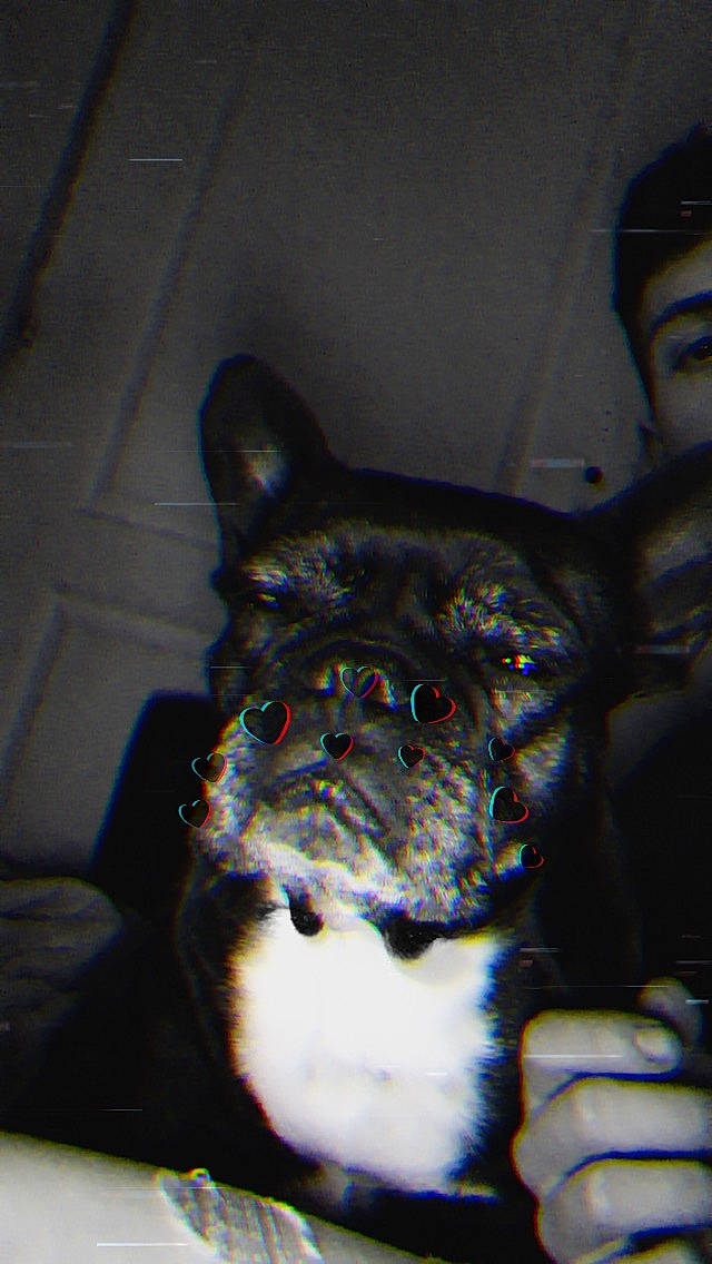 Gigi participe au concours pour gagner de l'argent avec cette photo : canidae, carnivore, companion_dog, dog, dog_breed, fawn, french_bulldog, non_sporting_group, pug, puppy, snout, terrestrial_animal, toy_dog, vertebrate, whiskers, working_animal, wrinkle