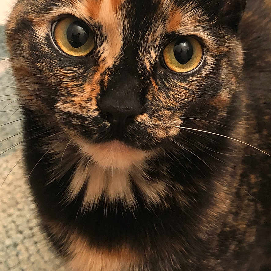 Dali