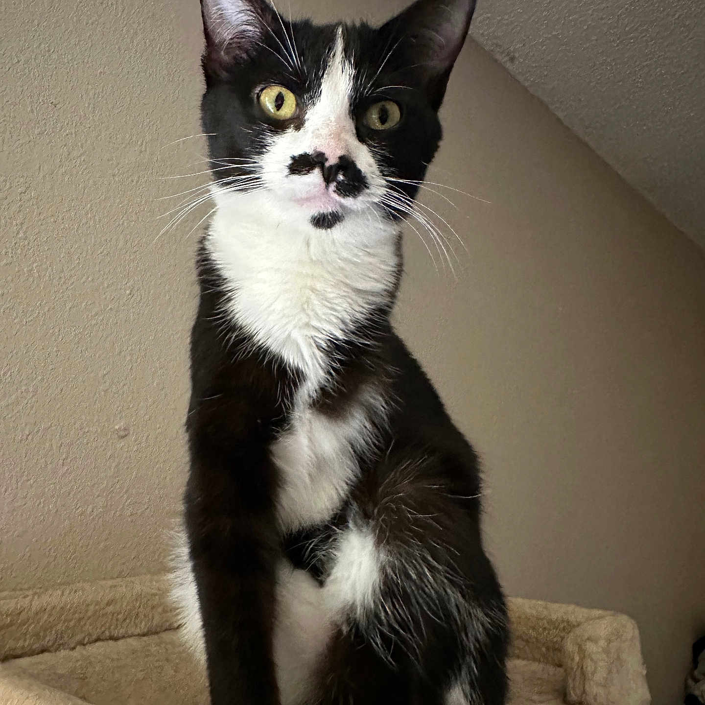 Frida