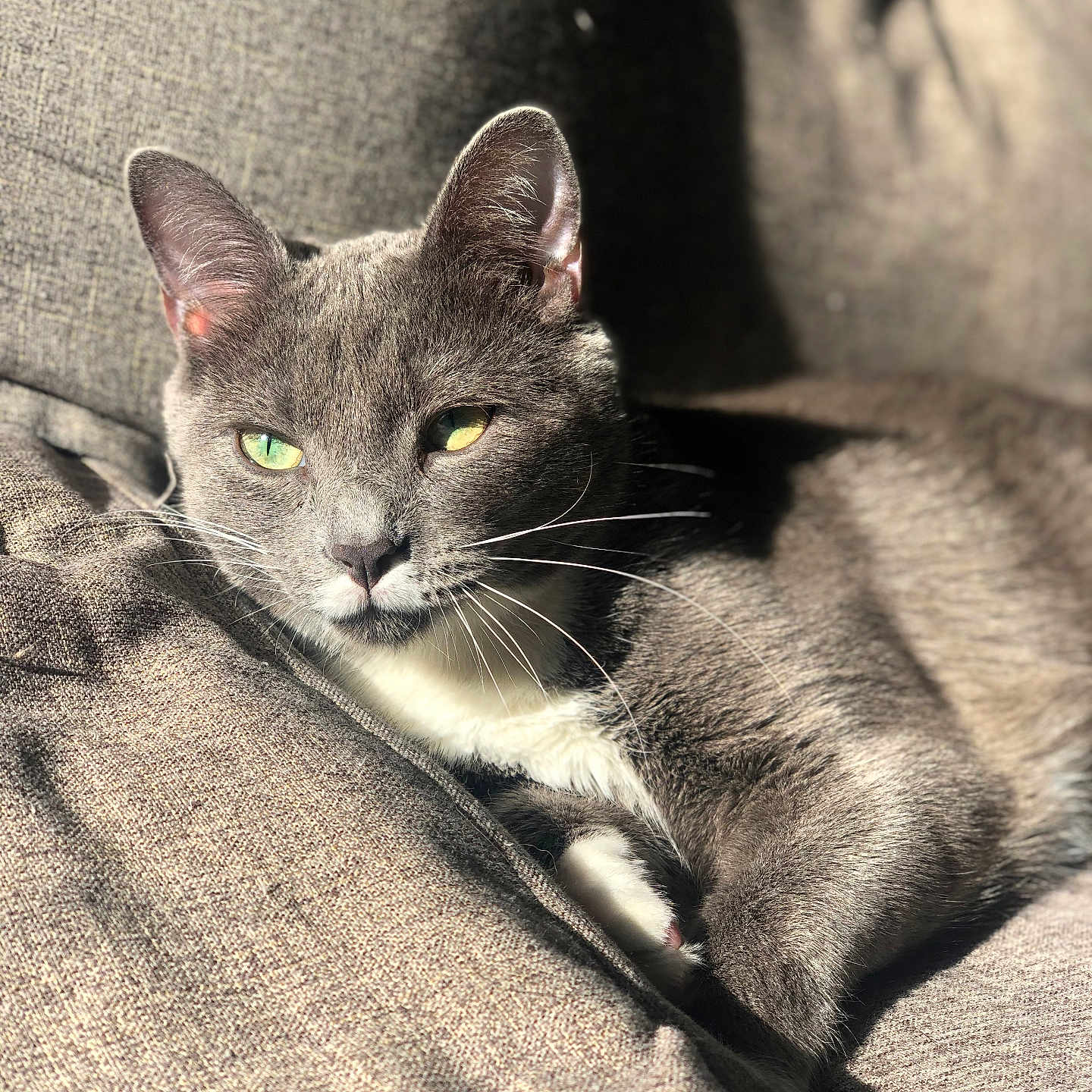 Burt joined the competition — help win amazing prizes! abyssinian, animal, armchair, cat, chair, couch, furniture, homedecor, kitten, linen, manx, pet, siamese