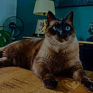 Cali a rejoint le concours — aidez-le/la à gagner de superbes lots ! cat, siamese_cat, blue_eyes, wooden_table, indoor, lamp, fan, painting, tiger, furniture, pet, animal, relaxed, fur, portrait, home_interior, decor, whiskers, close_up, domestic_animal