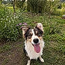 Ava a rejoint le concours — aidez-le/la à gagner de superbes lots ! dog, border_collie, pet, animal, portrait, happy, smiling, tongue_out, fluffy, long_hair, black_and_white, brown_markings, ears, eyes, garden, flowers, grass, outdoors, nature, summer