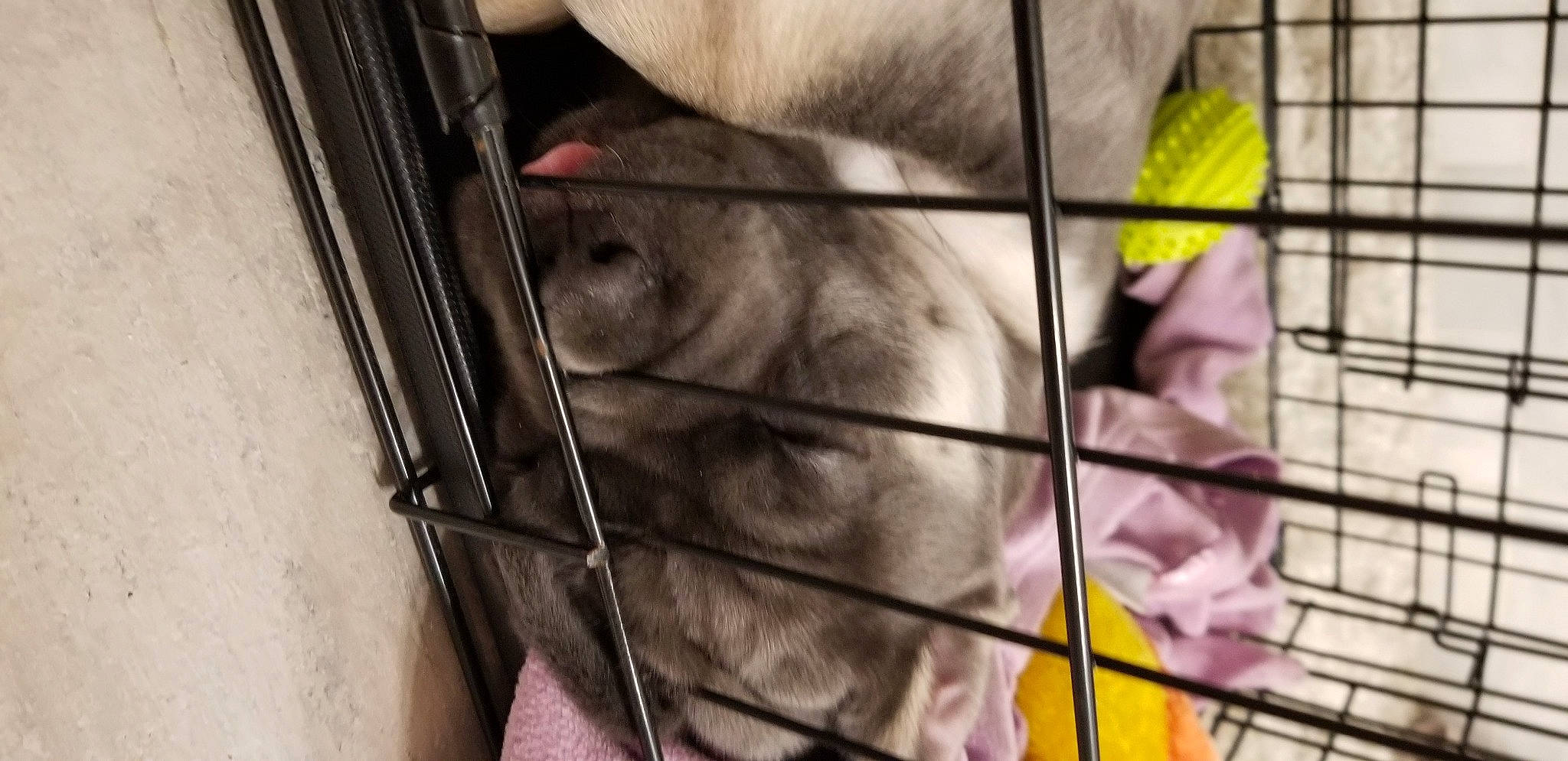 Cain joined the competition — help win amazing prizes! animal_shelter, cage, carnivore, companion_dog, dog, dog_breed, dog_supply, fawn, felidae, fur, line, mouse, pet_supply, rodent, service, small_to_medium_sized_cats, snout, tail, whiskers, working_animal