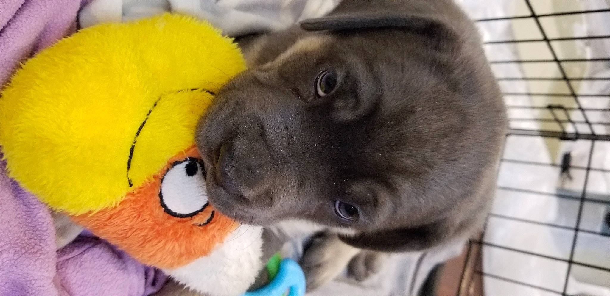 Cain joined the competition — help win amazing prizes! canidae, carnivore, collar, companion_dog, dog, dog_breed, ear, fawn, fur, mammal, paw, petal, plush, snout, sporting_group, stuffed_toy, toy, vertebrate, whiskers, working_animal