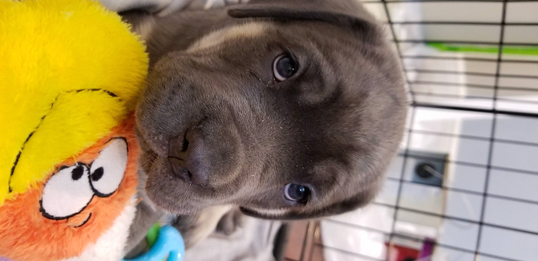 Cain is registered to the contest to win money with this photo: borador, canidae, carnivore, collar, companion_dog, dog, dog_breed, dog_collar, fawn, fur, liver, nose, paw, plush, snout, sporting_group, stuffed_toy, toy, whiskers, working_animal