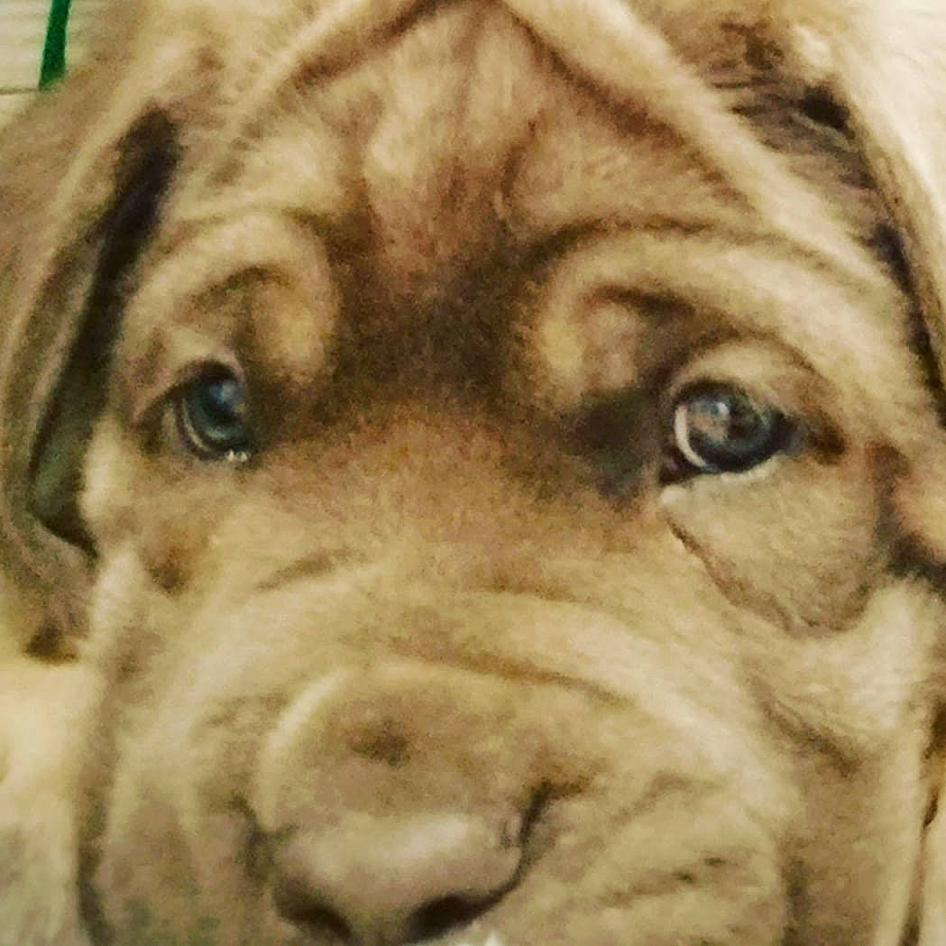 Cain joined the competition — help win amazing prizes! big_cats, canidae, carnivore, close_up, companion_dog, dog, dog_breed, fawn, felidae, fur, lion, liver, mammal, snout, sporting_group, terrestrial_animal, whiskers, wildlife, working_animal, wrinkle