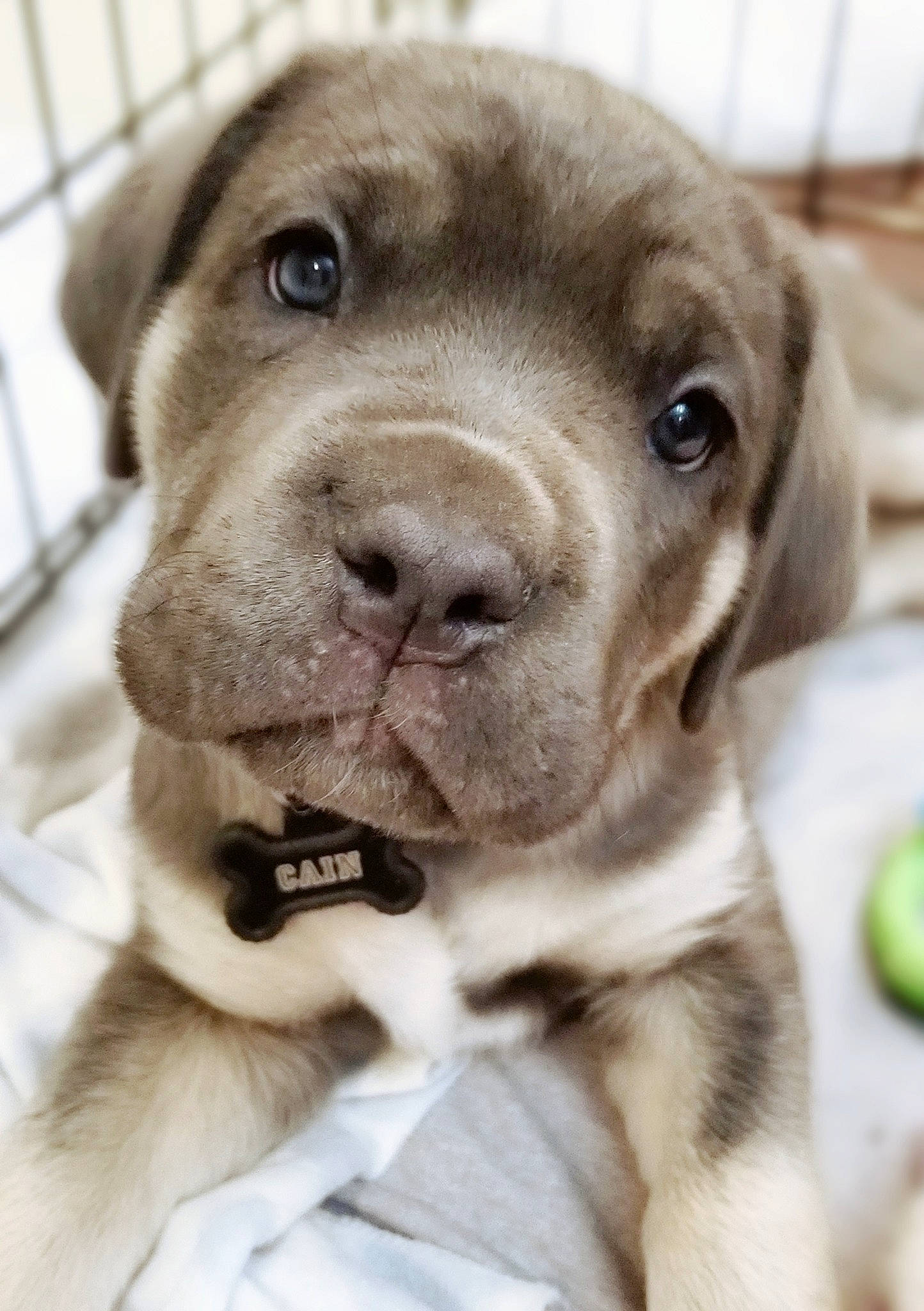 Cain joined the competition — help win amazing prizes! ancient_dog_breeds, canidae, carnivore, collar, companion_dog, dog, dog_breed, dog_collar, fawn, fur, gun_dog, hunting_dog, liver, non_sporting_group, puppy, snout, sporting_group, terrestrial_animal, whiskers, working_animal