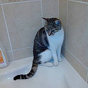 Tigresse participe au concours pour gagner de l'argent avec cette photo :