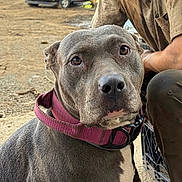 Lola joined the competition — help win amazing prizes! dog, pet, collar, close_up, outdoor, person, vehicle, dirt, casual_clothing, animal, brown_eyes, sitting, portrait, canine, domestic_animal, leisure, friendship, companion, attention, cute