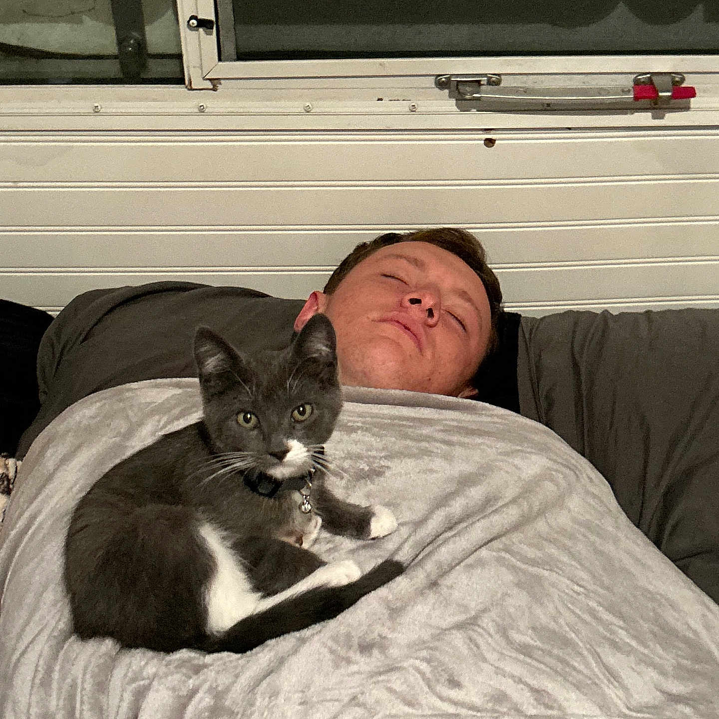 Stewie joined the competition — help win amazing prizes! cat, person, blanket, sleeping, indoor, window, grey_cat, white_paws, resting, relaxing, feline, pet, collar, bedroom, comfort, cozy, nap, face, fur, domestic_animal