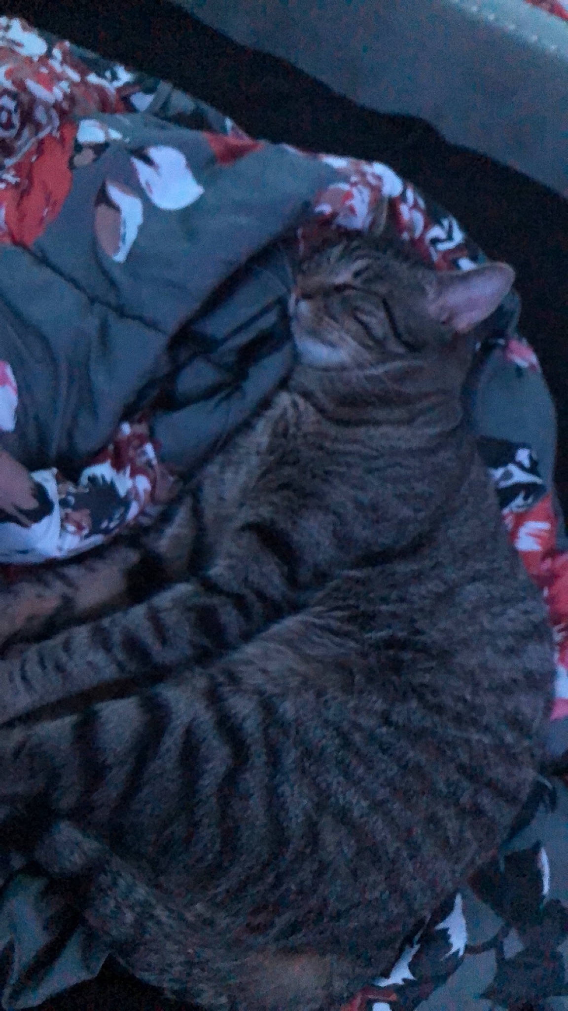 Mr Kitty