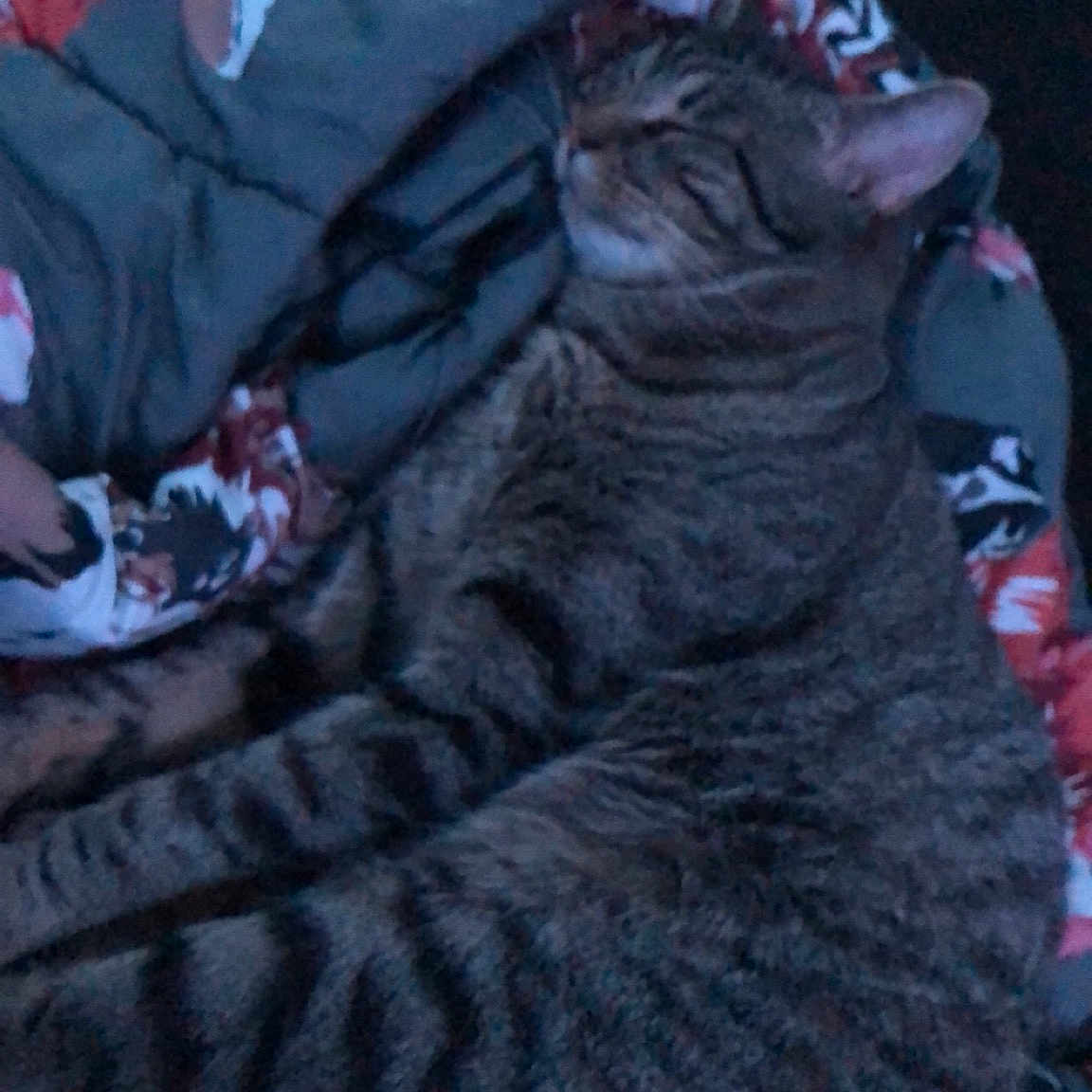 Mr Kitty