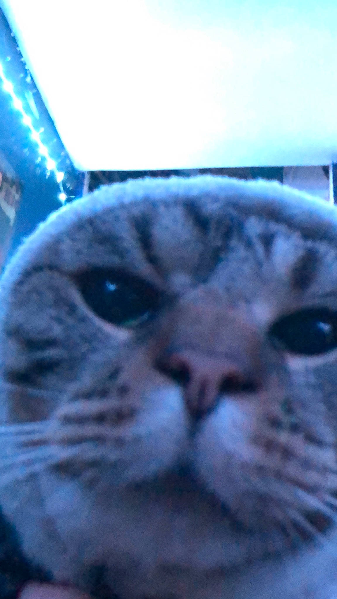 Mr Kitty is registered to the contest to win money with this photo: carnivore, cat, comfort, domestic_short_haired_cat, electric_blue, eye, felidae, fur, small_to_medium_sized_cats, snout, terrestrial_animal, whiskers