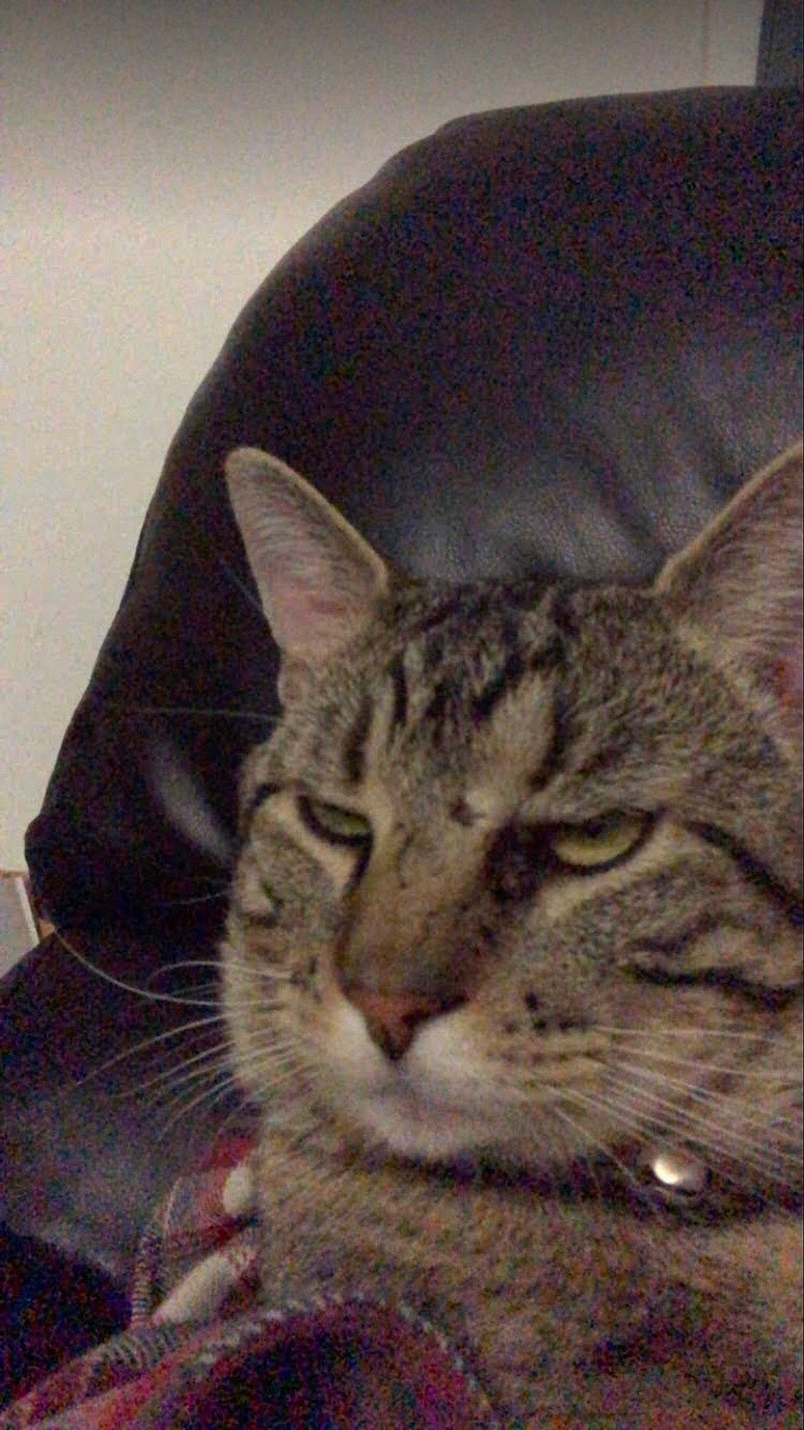 Mr Kitty joined the competition — help win amazing prizes! art, carnivore, cat, domestic_short_haired_cat, felidae, fur, paw, photo_caption, sitting, small_to_medium_sized_cats, snout, terrestrial_animal, whiskers