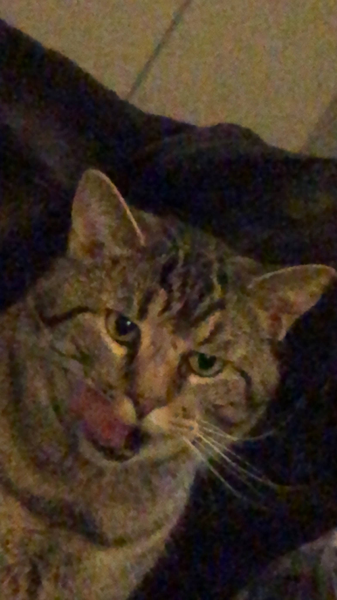 Mr Kitty is registered to the contest to win money with this photo: carnivore, cat, domestic_short_haired_cat, felidae, fur, head, photo_caption, small_to_medium_sized_cats, snout, terrestrial_animal, whiskers, wildlife, window