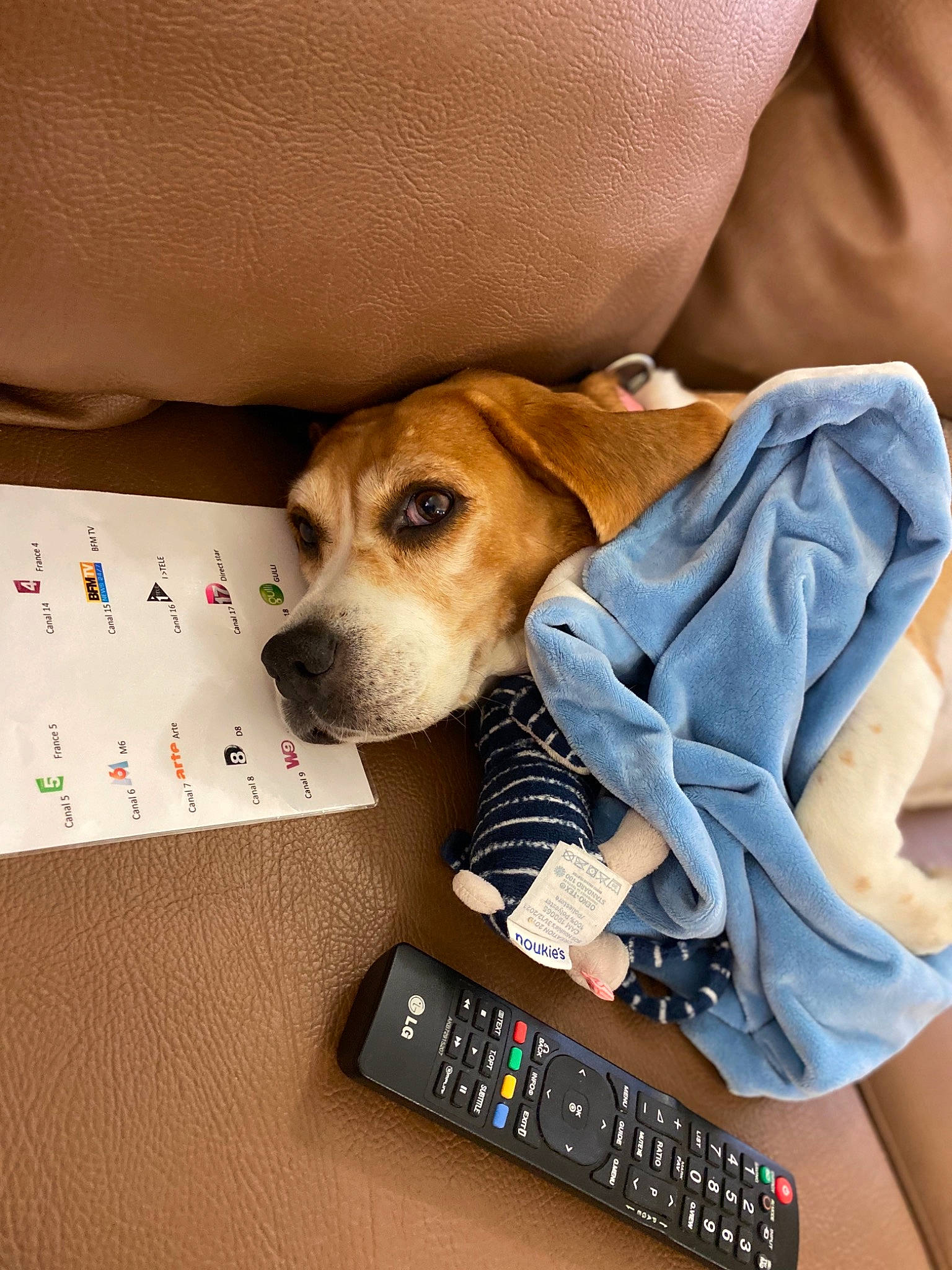 Abby a rejoint le concours — aidez-le/la à gagner de superbes lots ! canidae, carnivore, communication_device, companion_dog, display_device, dog, dog_breed, dog_supply, electronic_device, electronics, fawn, gadget, mammal, mobile_device, office_equipment, pet_supply, remote_control, snout, technology, working_animal