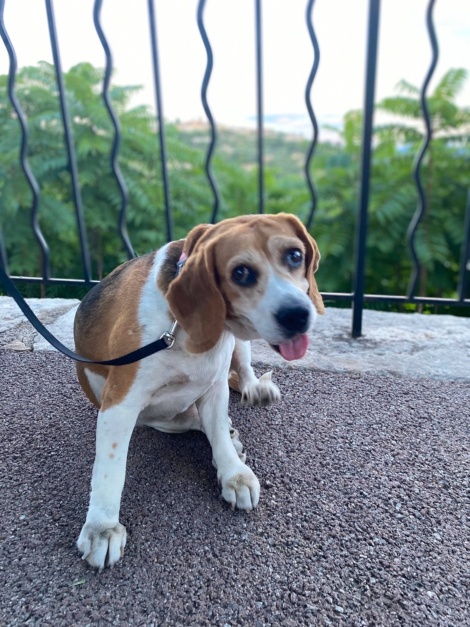 Abby a rejoint le concours — aidez-le/la à gagner de superbes lots ! canidae, carnivore, chain_link_fencing, collar, companion_dog, dog, dog_breed, fawn, fence, hound, iron, liver, mammal, mesh, metal, scent_hound, snout, tail, wire_fencing, working_animal