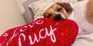 Ginger joined the competition — help win amazing prizes! dog, sleeping, bed, pillow, red, heart_shaped, indoor, cozy, resting, white, brown, fur, cute, pet, comfort, blanket, relaxation, closeup, animal, soft