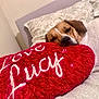 dog, sleeping, bed, pillow, red, heart_shaped, indoor, cozy, resting, white, brown, fur, cute, pet, comfort, blanket, relaxation, closeup, animal, soft