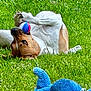 dog, grass, ball, toy, playful, outdoor, pet, lying_down, colorful, knitted_toy, green, nature, animal, fun, cute, relaxation, summer, balancing, happy, canine