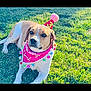dog, birthday_hat, birthday_bandana, grass, outdoor, pet, canine, celebration, festive, party, animal, cute, sunlight, relaxed, lying_down, brown_and_white, adorable, happy, summer, playful