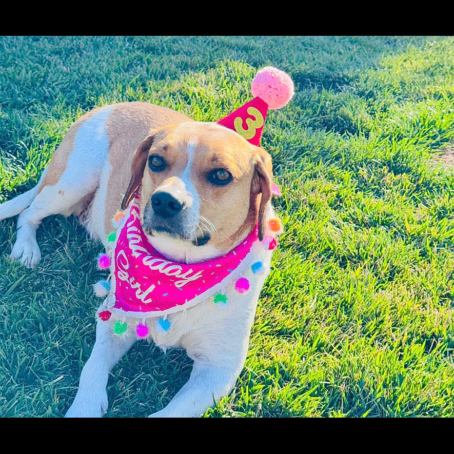 Ginger joined the competition — help win amazing prizes! adorable, animal, birthday_bandana, birthday_hat, brown_and_white, canine, celebration, cute, dog, festive, grass, happy, lying_down, outdoor, party, pet, playful, relaxed, summer, sunlight