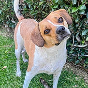 Ginger is registered to the contest to win money with this photo: dog, canine, pet, animal, grass, outdoor, leafy_hedge, brown_and_white, curious, head_tilt, ears, eyes, snout, tail, stick, nature, portrait, standing, mammal, daylight