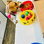 dog, collar, kitchen, counter, treats, tennis_balls, red_bowl, yellow_bowl, blue_bowl, floor, white_cabinets, wooden_floor, pet, animal, curious, playful, indoor, food, box, paw_prints
