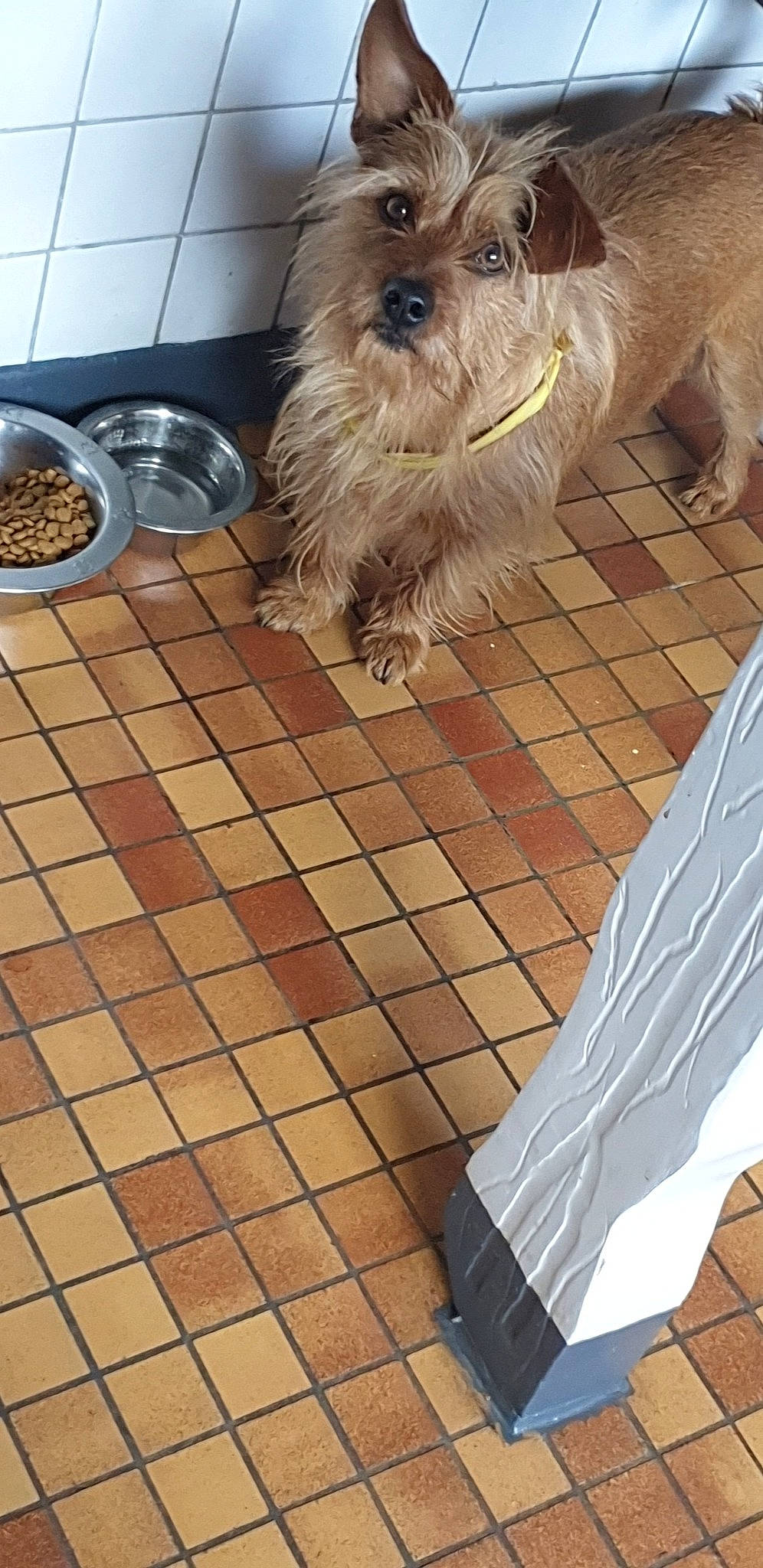 Lucky a rejoint le concours — aidez-le/la à gagner de superbes lots ! cairn_terrier, canidae, carnivore, companion_dog, dog, dog_breed, fawn, glen_of_imaal_terrier, griffon_bruxellois, havanese, lhasa_apso, mammal, morkie, norfolk_terrier, norwich_terrier, rare_breed_dog, sporting_lucas_terrier, terrier, tile, toy_dog