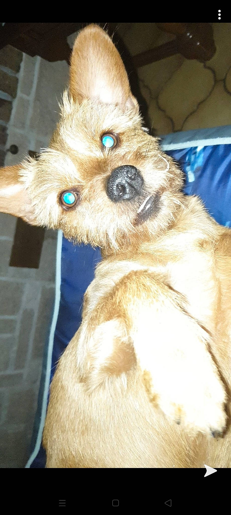 Lucky participe au concours pour gagner de l'argent avec cette photo : cairn_terrier, canidae, carnivore, companion_dog, dog, dog_breed, dutch_smoushond, fawn, fur, glen_of_imaal_terrier, mammal, morkie, norwich_terrier, puppy, rare_breed_dog, schnoodle, shih_tzu, snout, sporting_group, terrier