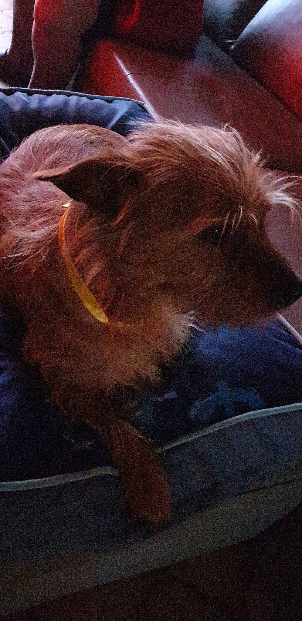 Lucky a rejoint le concours — aidez-le/la à gagner de superbes lots ! australian_terrier, border_terrier, cairn_terrier, canidae, carnivore, companion_dog, dog, dog_breed, fawn, fictional_character, mammal, morkie, norfolk_terrier, puppy, schnoodle, small_terrier, terrier, toy_dog, yorkshire_terrier