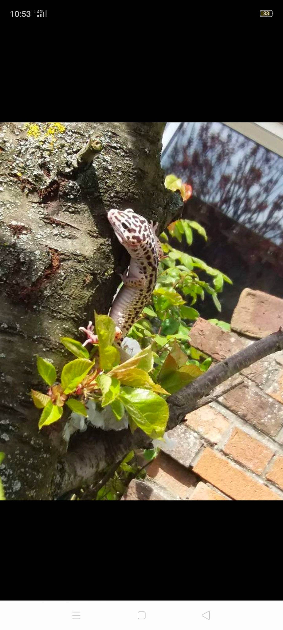 Muschu a rejoint le concours — aidez-le/la à gagner de superbes lots ! adaptation, dragon_lizard, flower, gecko, lizard, plant, reptile, scaled_reptile