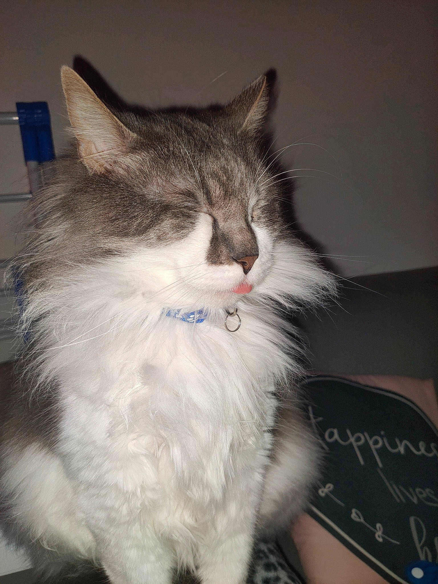 Diesel Et Prince a rejoint le concours — aidez-le/la à gagner de superbes lots ! aegean_cat, asian_semi_longhair, british_semi_longhair, carnivore, cat, domestic_long_haired_cat, domestic_short_haired_cat, ear, felidae, fur, kitten, mammal, norwegian_forest_cat, ojos_azules, ragamuffin, ragdoll, siberian, small_to_medium_sized_cats, vertebrate, whiskers