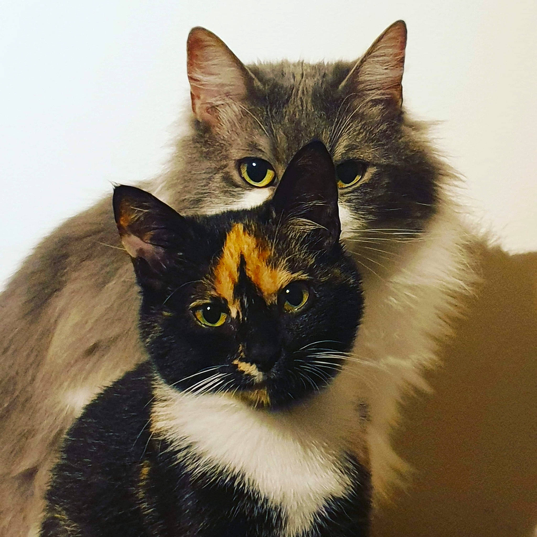 Diesel Et Prince a rejoint le concours — aidez-le/la à gagner de superbes lots ! asian_semi_longhair, black_and_white, black_cat, carnivore, cat, domestic_long_haired_cat, domestic_short_haired_cat, ear, european_shorthair, eye, felidae, fur, iris, kitten, mammal, norwegian_forest_cat, ragamuffin, small_to_medium_sized_cats, vertebrate, whiskers