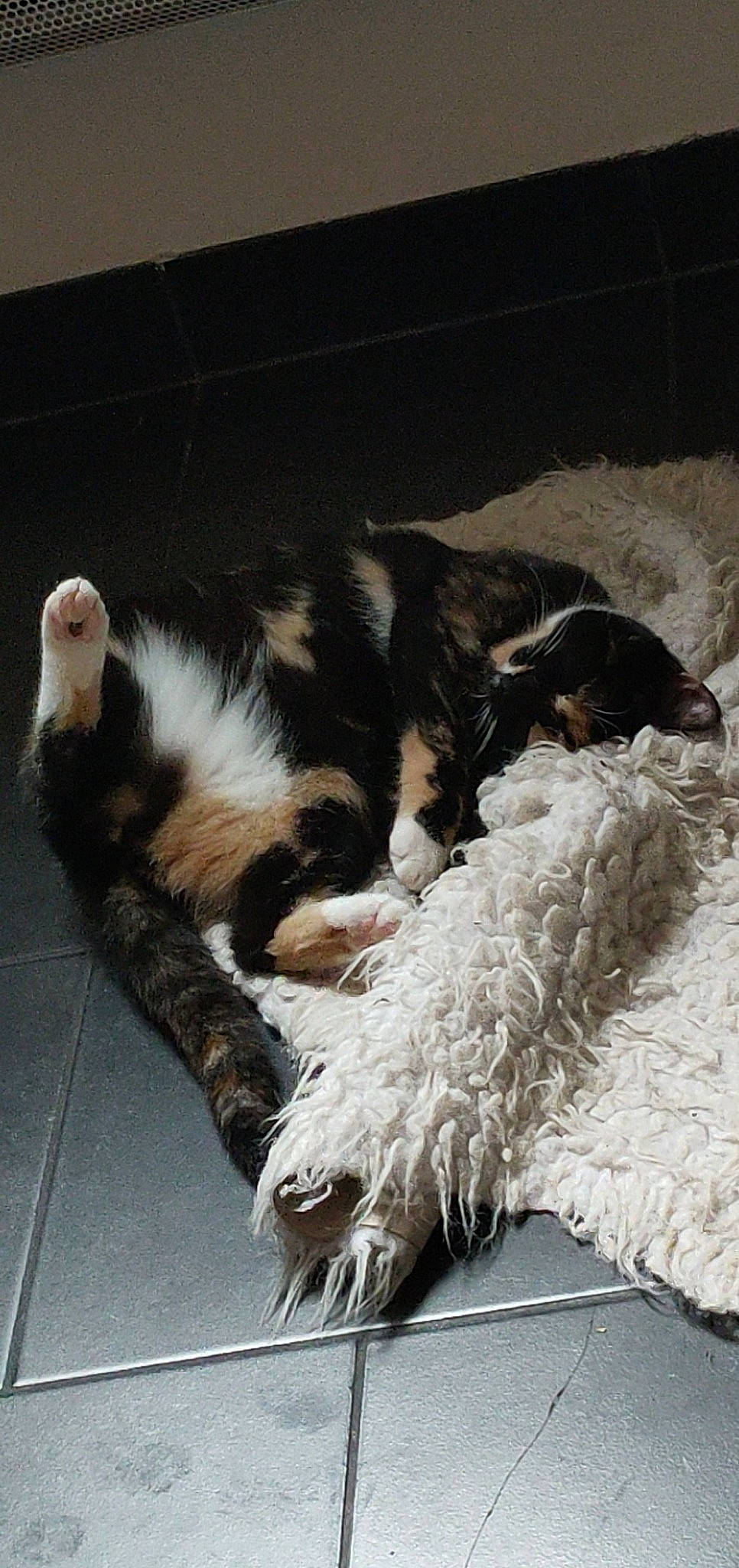 Diesel Et Prince participe au concours pour gagner de l'argent avec cette photo : canidae, carnivore, cat, claw, felidae, fur, kitten, nap, paw, small_to_medium_sized_cats, tail, whiskers