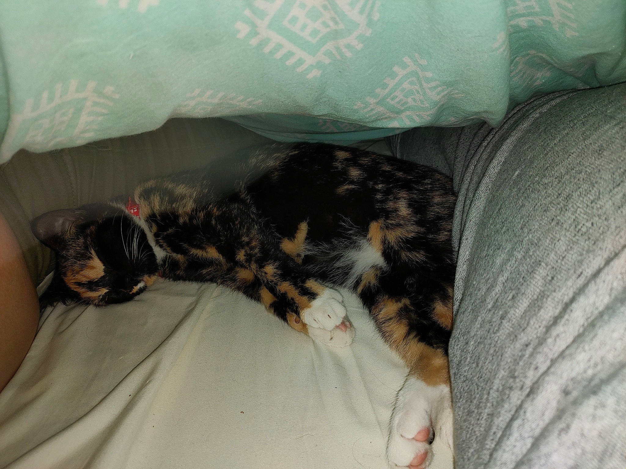 Diesel Et Prince a rejoint le concours — aidez-le/la à gagner de superbes lots ! bed, canidae, carnivore, cat, ear, european_shorthair, felidae, fur, kitten, nap, norwegian_forest_cat, sleep, small_to_medium_sized_cats, sporting_group, tail, whiskers